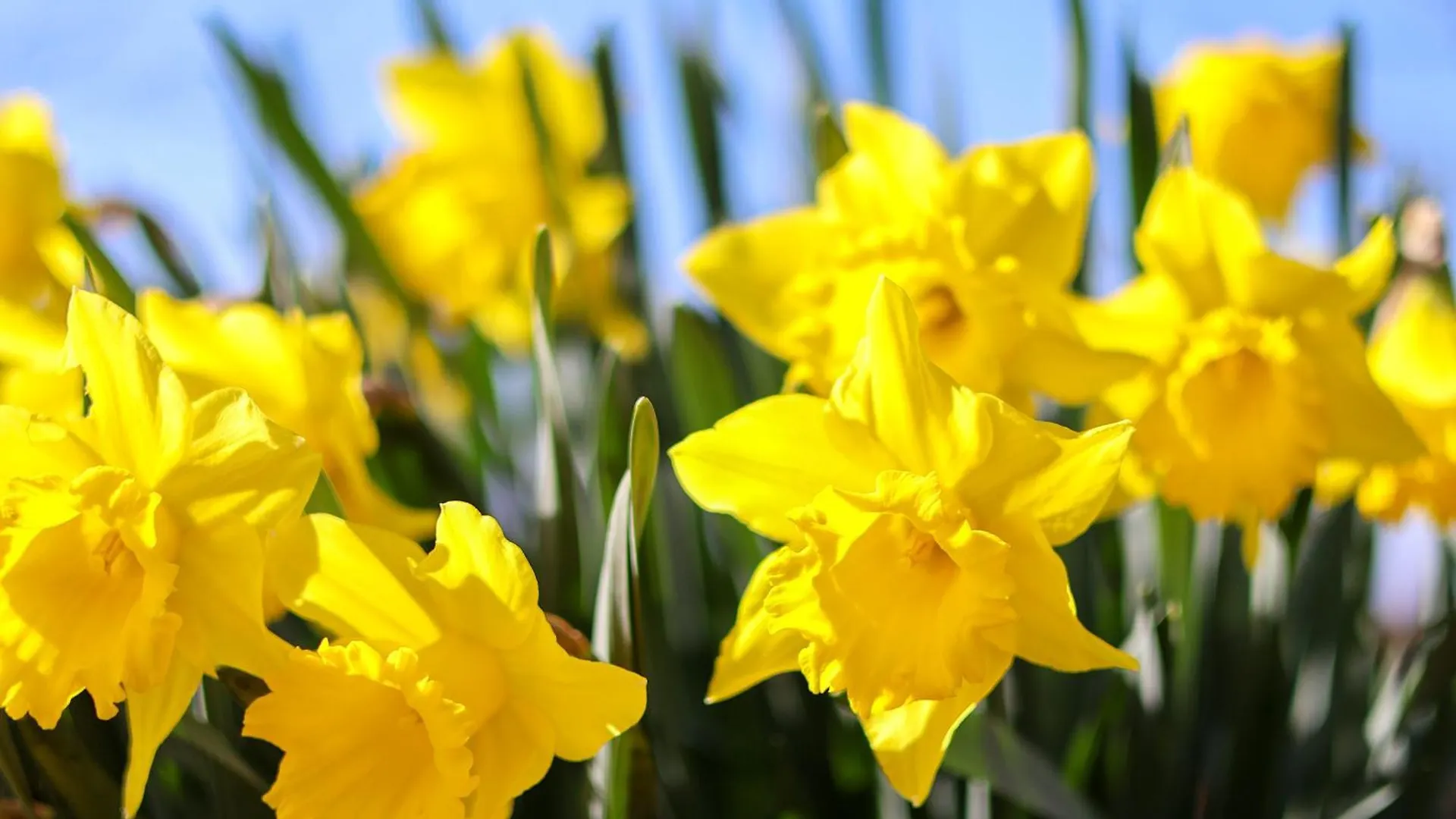 Daffodil Cottage Danby 0*,