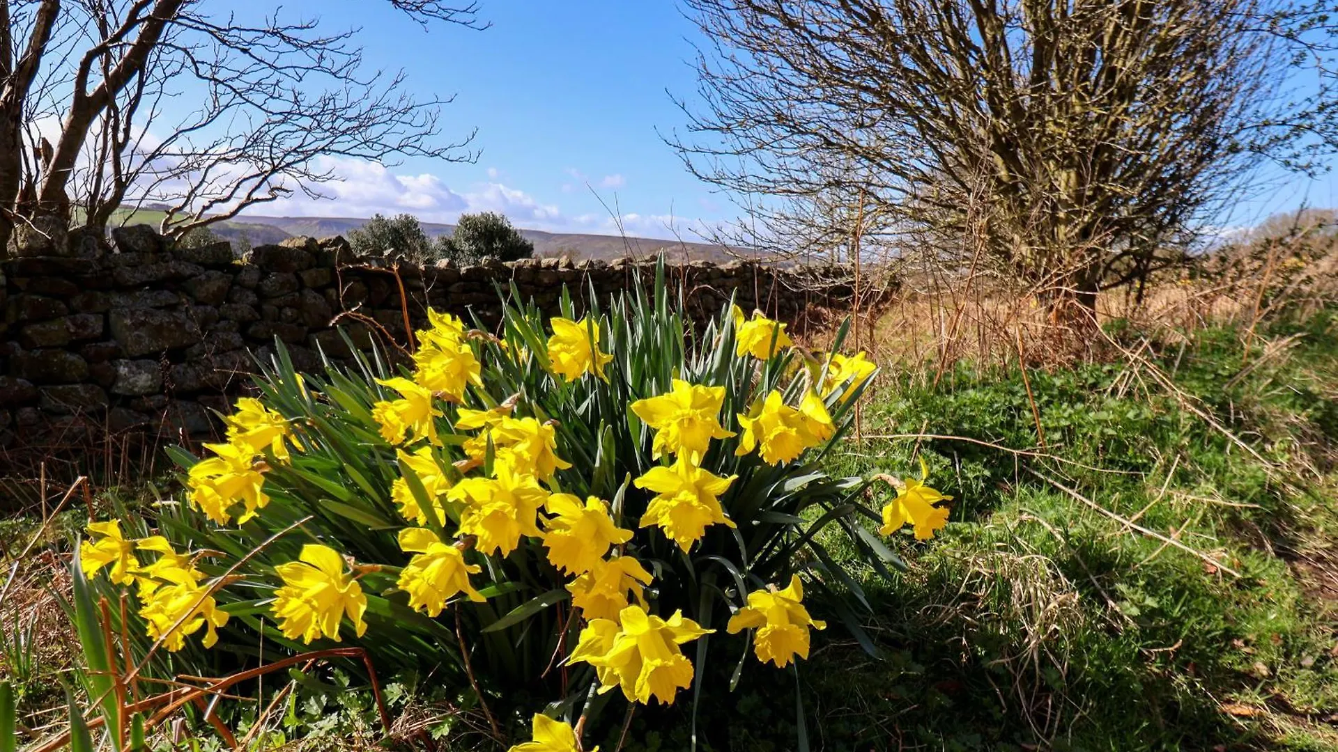 Daffodil Cottage Danby Holiday home